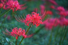 曼殊沙華 曼殊沙華