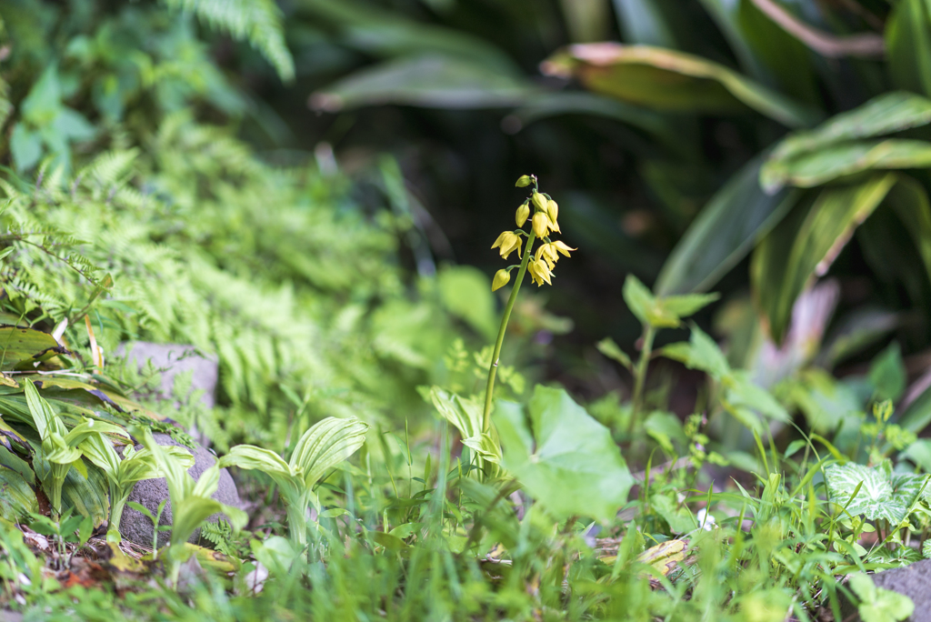 植物苑散策（キエビネ）
