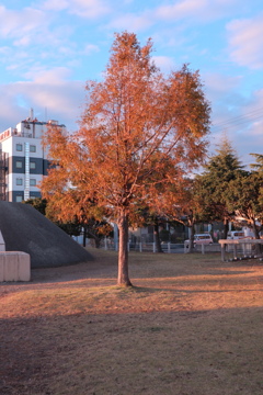 公園の木