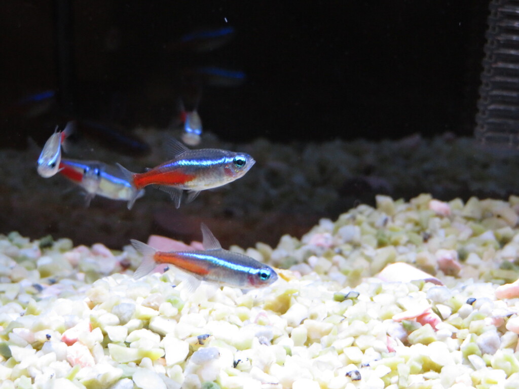 熱帯魚ネオンテトラ
