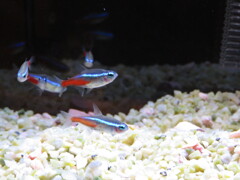 熱帯魚ネオンテトラ