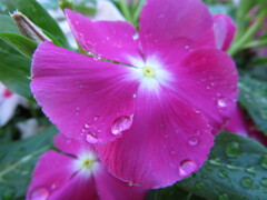 お花