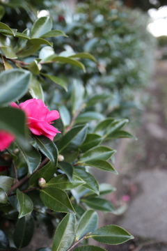 一つだけの花