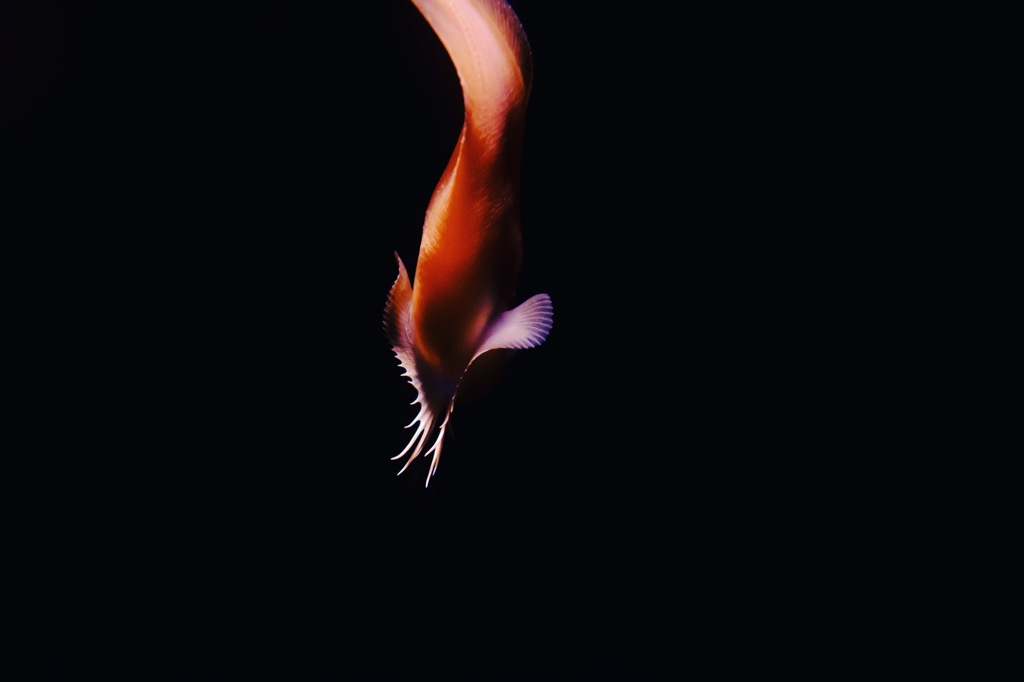 AED68CAF-C366-4B87-9238-3345872D75C1