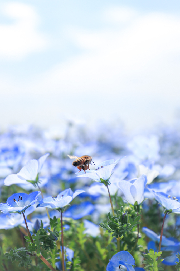 蜜集め