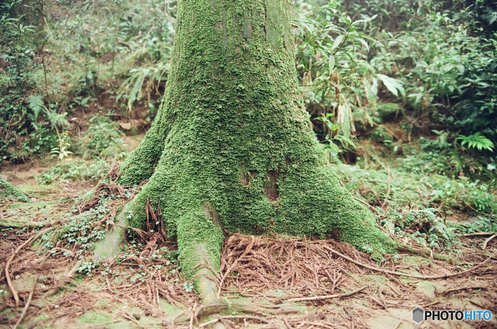 湿った森林