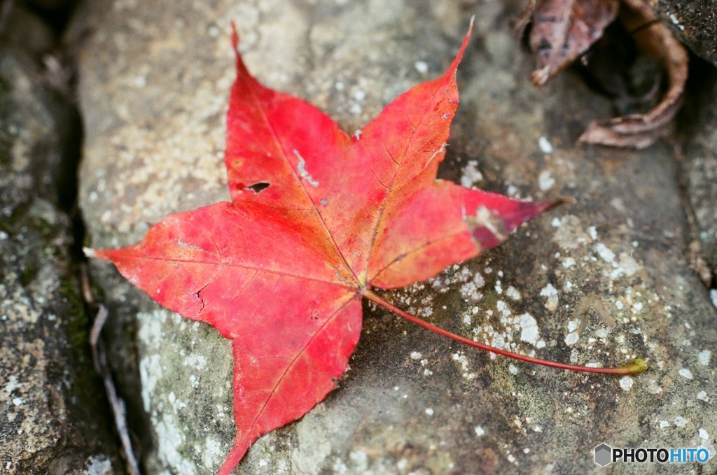 紅葉