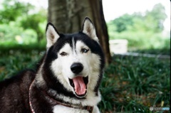 Husky