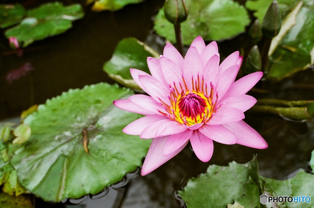 蓮の花