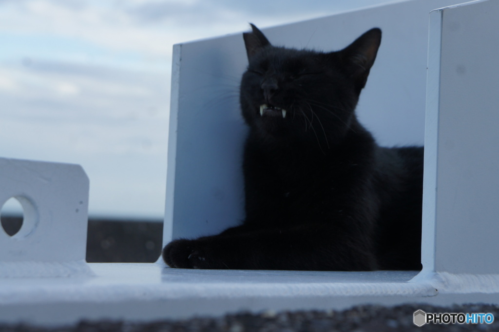 海岸の猫