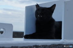 海岸の猫