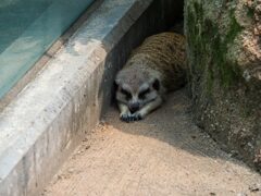 暑すぎ