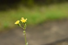 たんぽぽ