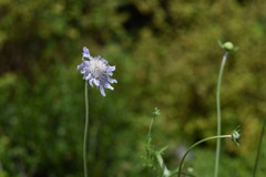 湿原の花