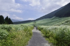 仙石原すすき高原