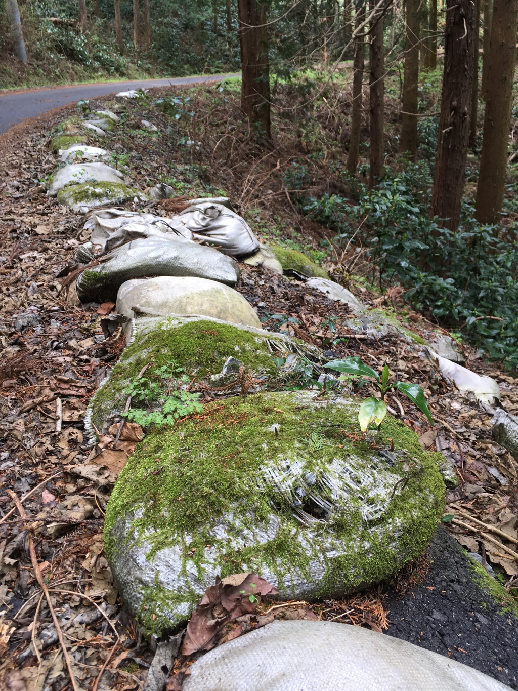 2020/04/05_林道の苔むした土嚢から草