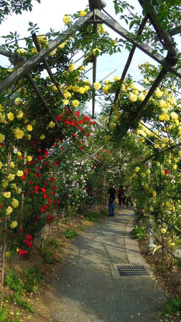 2013/05/18_平成の森公園 バラの小径