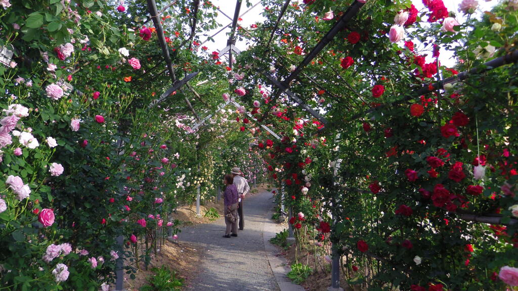 2013/05/18_平成の森公園 バラの小径