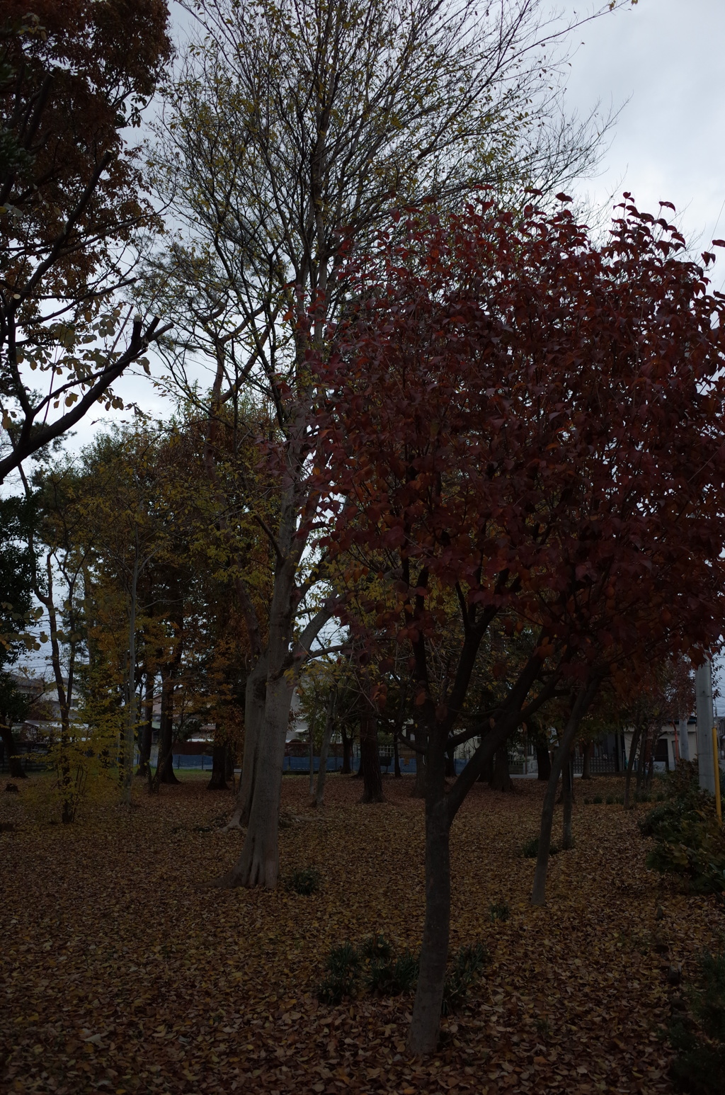 2014/11/30_ふれあいの森801