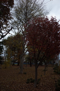 2014/11/30_ふれあいの森801