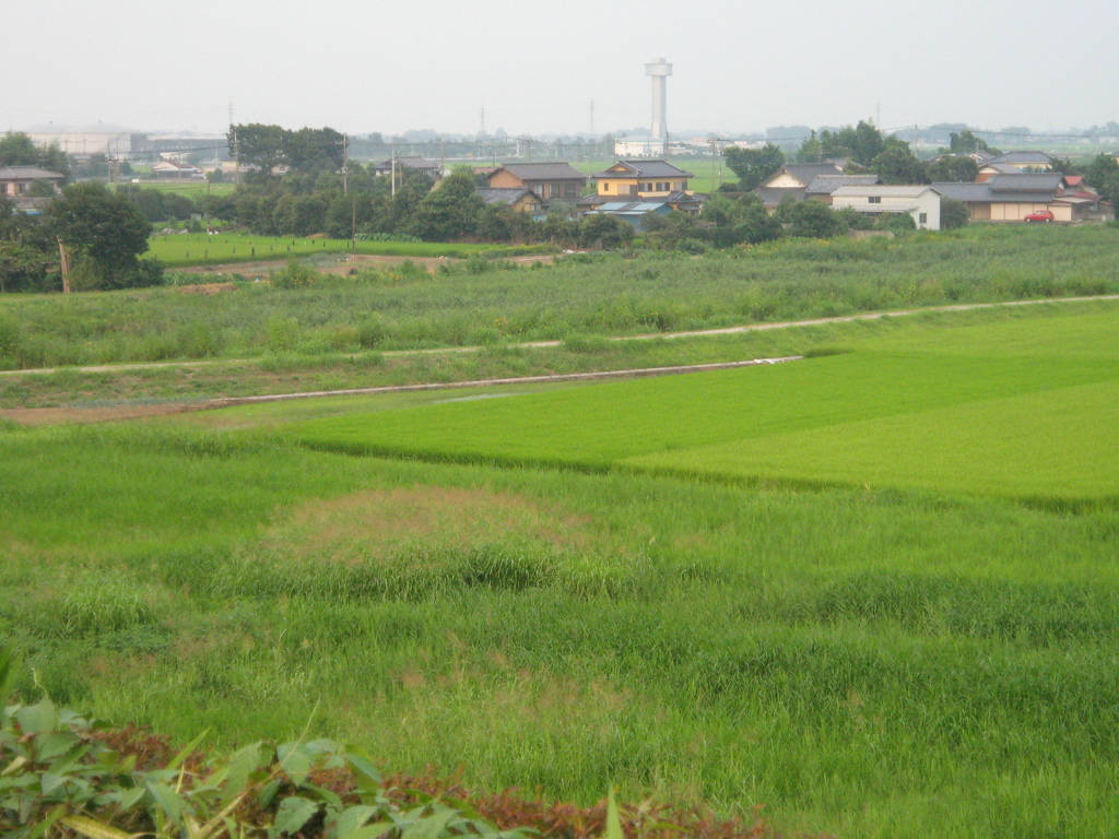 2009/08/22_さきたま古墳公園 稲荷山古墳から古代蓮の里のタワーを望む