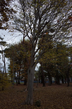 2014/11/30_ふれあいの森801