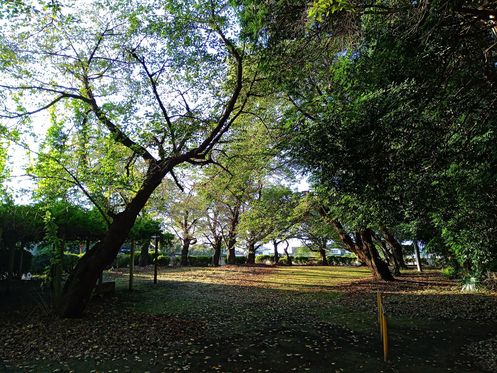 2020/09/08_氷川児童公園