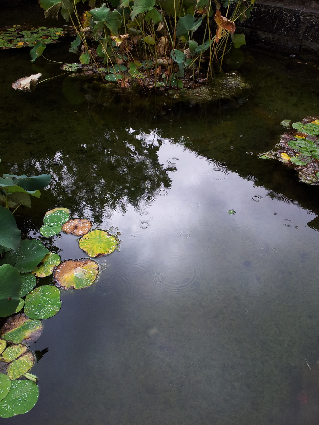 2019/09/24_福井城址 蓮の池