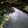 2019/09/24_福井城址 蓮の池