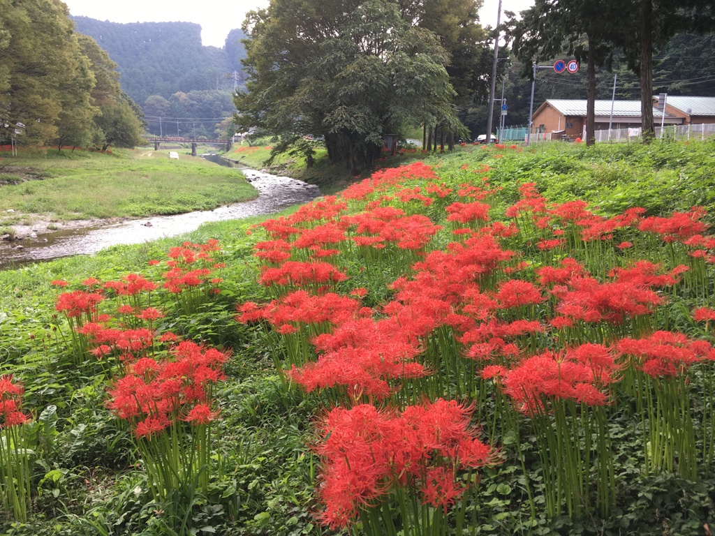 2019/09/29_安戸河原の彼岸花