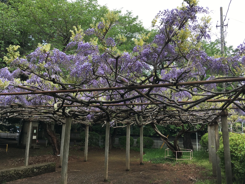 2020/04/28_氷川児童公園の藤