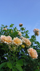 2013/06/02_伊奈町制施行記念公園 バラ園のバラ