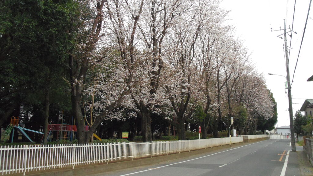 2013/03/24_氷川児童公園の桜