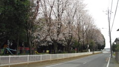 2013/03/24_氷川児童公園の桜