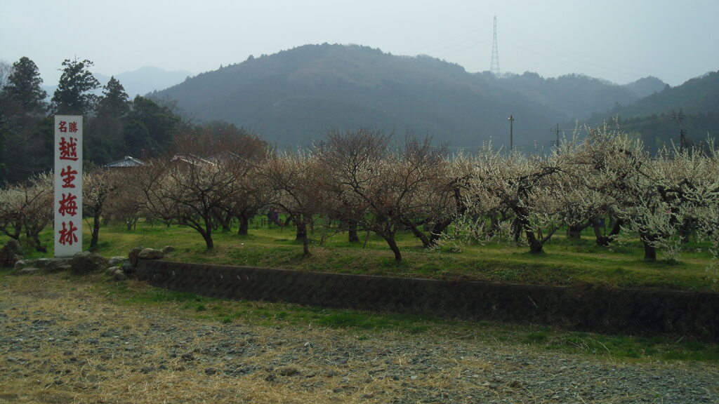 2013/03/20_越生梅林