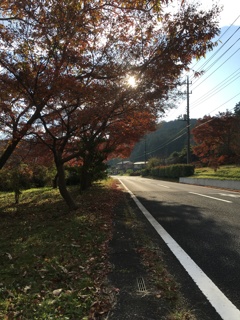 2019/12/01_紅葉