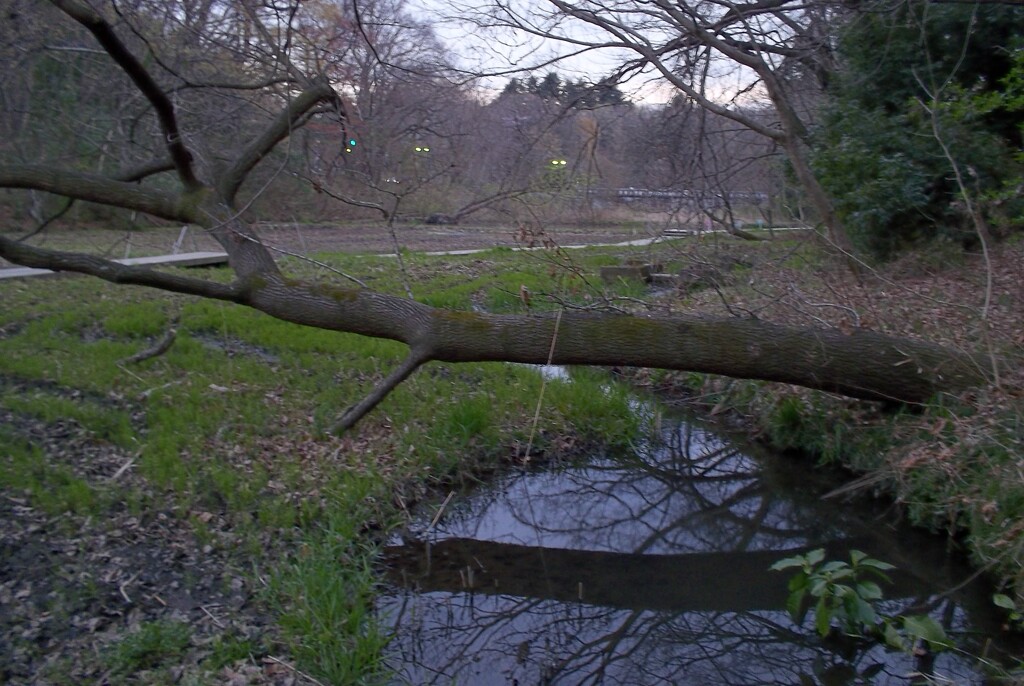 2016/03/26_北本自然観察公園の水平に近く伸びた木（没カット）