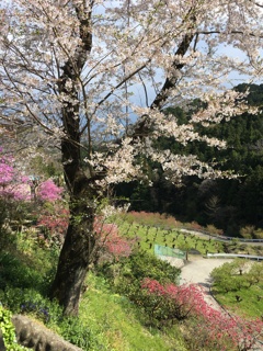 2020/04/05_花桃の郷の桜