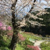 2020/04/05_花桃の郷の桜
