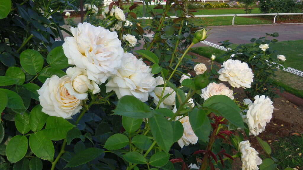 2013/06/02_伊奈町制施行記念公園 バラ園のバラ