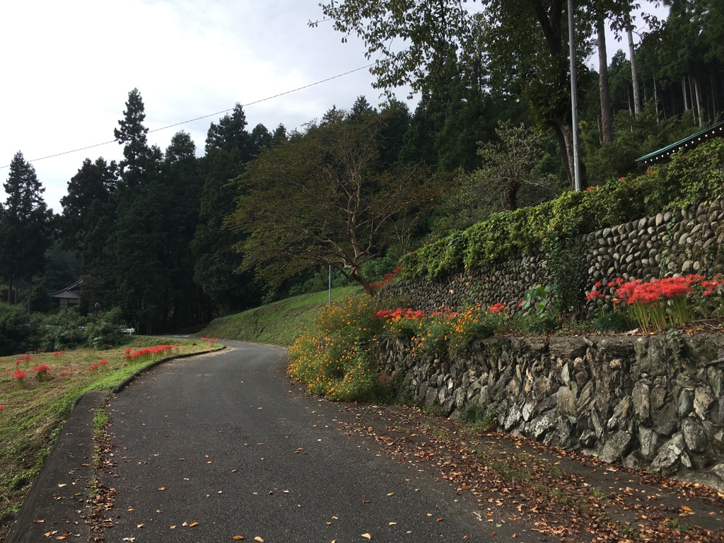 2019/09/29_外秩父山中の彼岸花とキバナコスモス