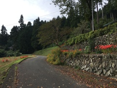2019/09/29_外秩父山中の彼岸花とキバナコスモス