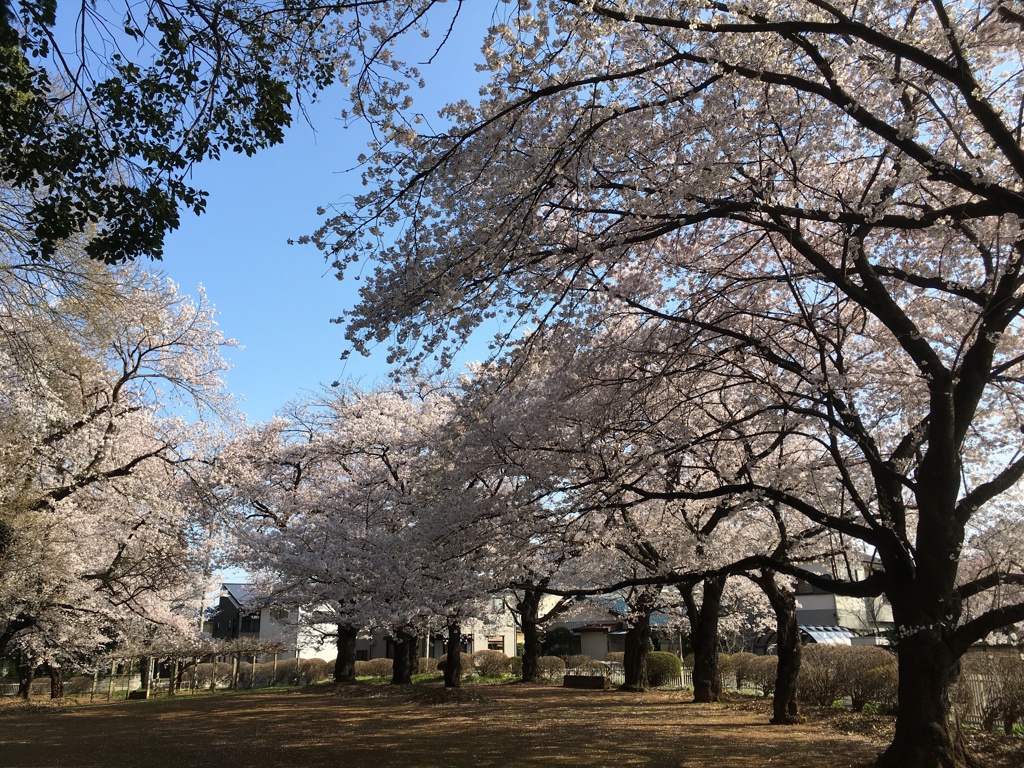 2020/03/26_氷川児童公園の桜