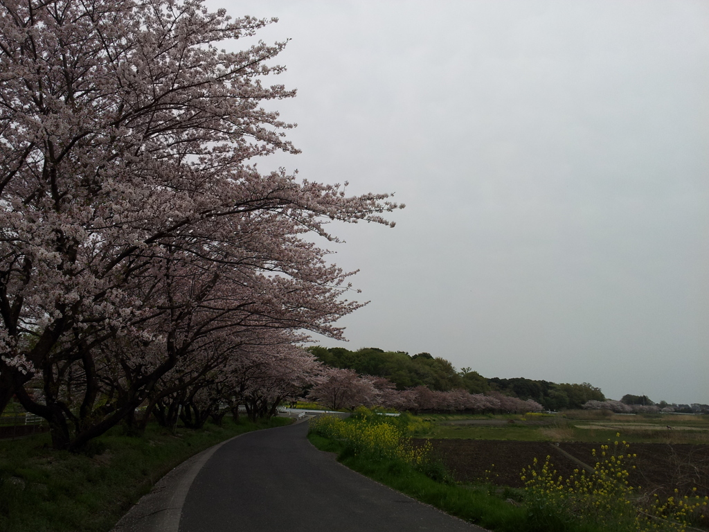 2016/04/10_見沼代用水の桜と菜の花