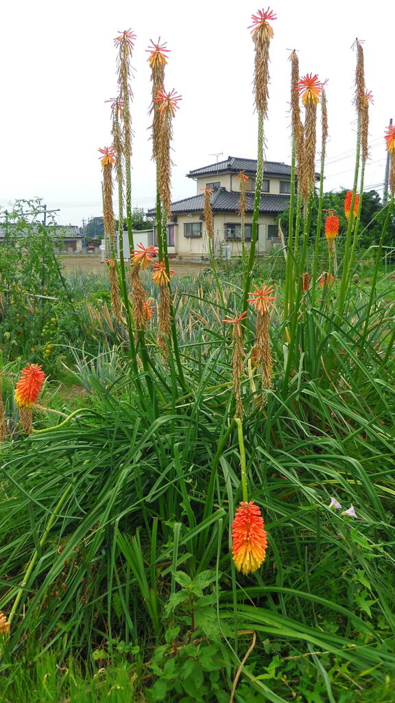 2013/07/13_ちょっとグロい花
