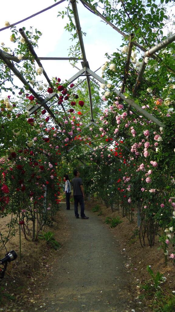 2013/05/18_平成の森公園 バラの小径