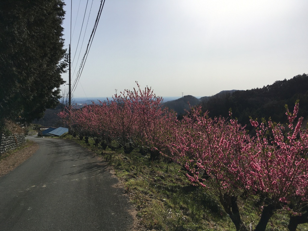 2020/03/21_花桃の郷