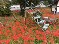 2019/09/29_ふれあい広場の彼岸花