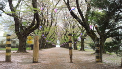 2013/04/06_小室無線山の桜