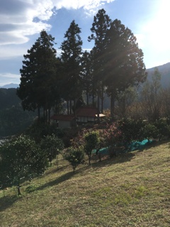 2019/12/01_大通領神社